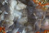 Vibrantly Colored, Polished Petrified Wood Section - Arizona #113382-2
